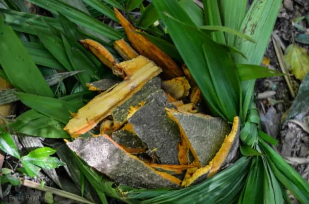 Tsunu Sacred Snuff Rapé Yawanawá