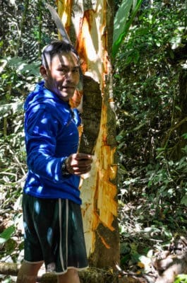 Harvesting Tsunu bark the sustainable way, only the bark!