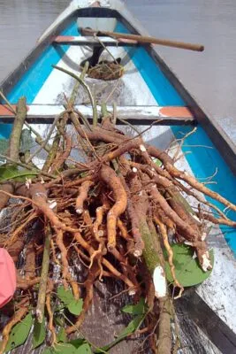 sananga root