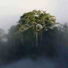 Snuff Lineage Migration Trends