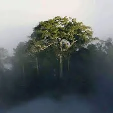 Snuff Lineage Migration Trends